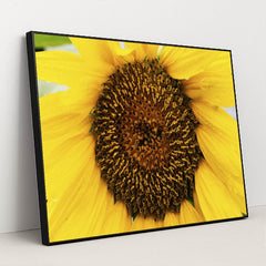 Vivid Yellow Sunflower Close-Up by Kelly - Black Frame Stretchiez