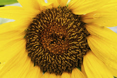 Vivid Yellow Sunflower Close-Up by Kelly