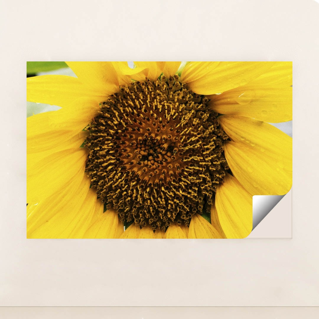 Vivid Yellow Sunflower Close-Up by Kelly - Peeliez