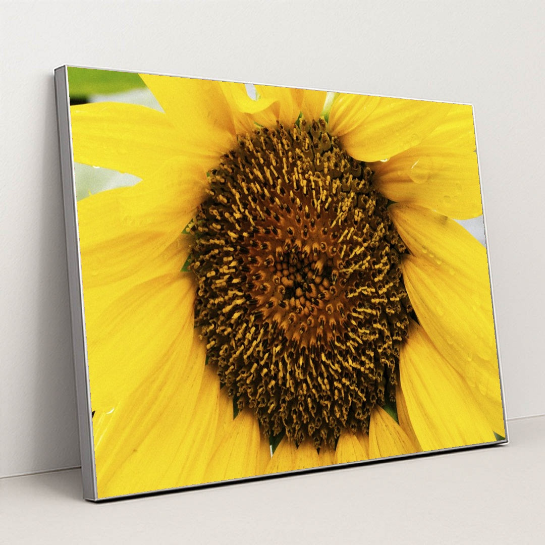 Vivid Yellow Sunflower Close-Up by Kelly - Silver Frame Stretchiez