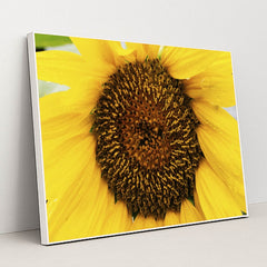 Vivid Yellow Sunflower Close-Up by Kelly - White Frame Stretchiez
