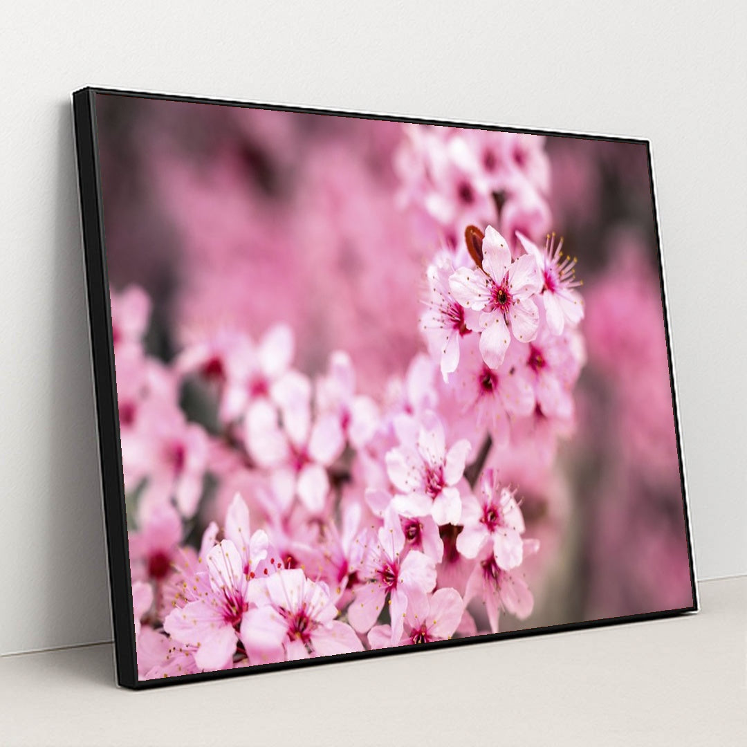 Vibrant Pink Cherry Blossoms by Brett Sayles - Black Frame Stretchiez