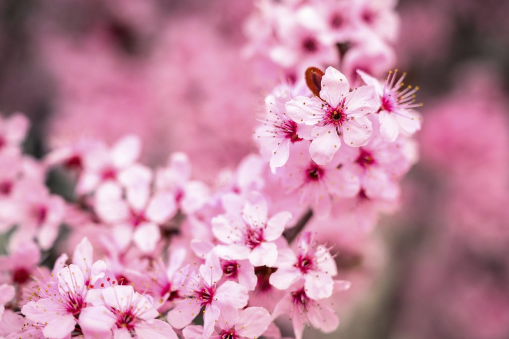 Vibrant Pink Cherry Blossoms by Brett Sayles