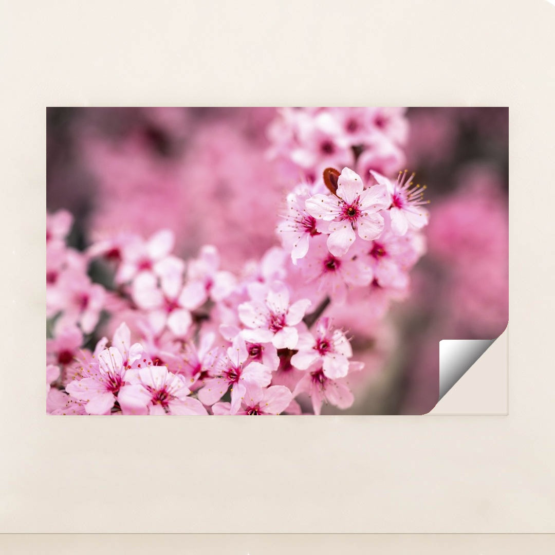 Vibrant Pink Cherry Blossoms by Brett Sayles - Peeliez