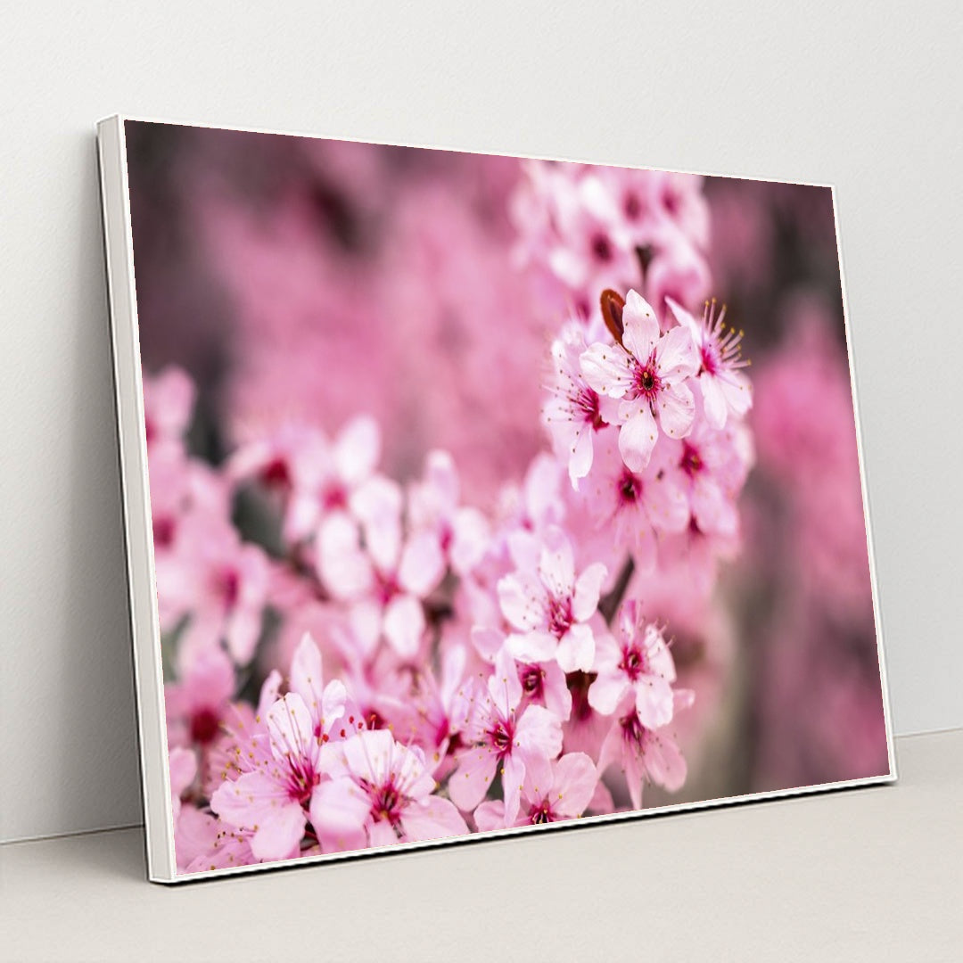Vibrant Pink Cherry Blossoms by Brett Sayles - White Frame Stretchiez