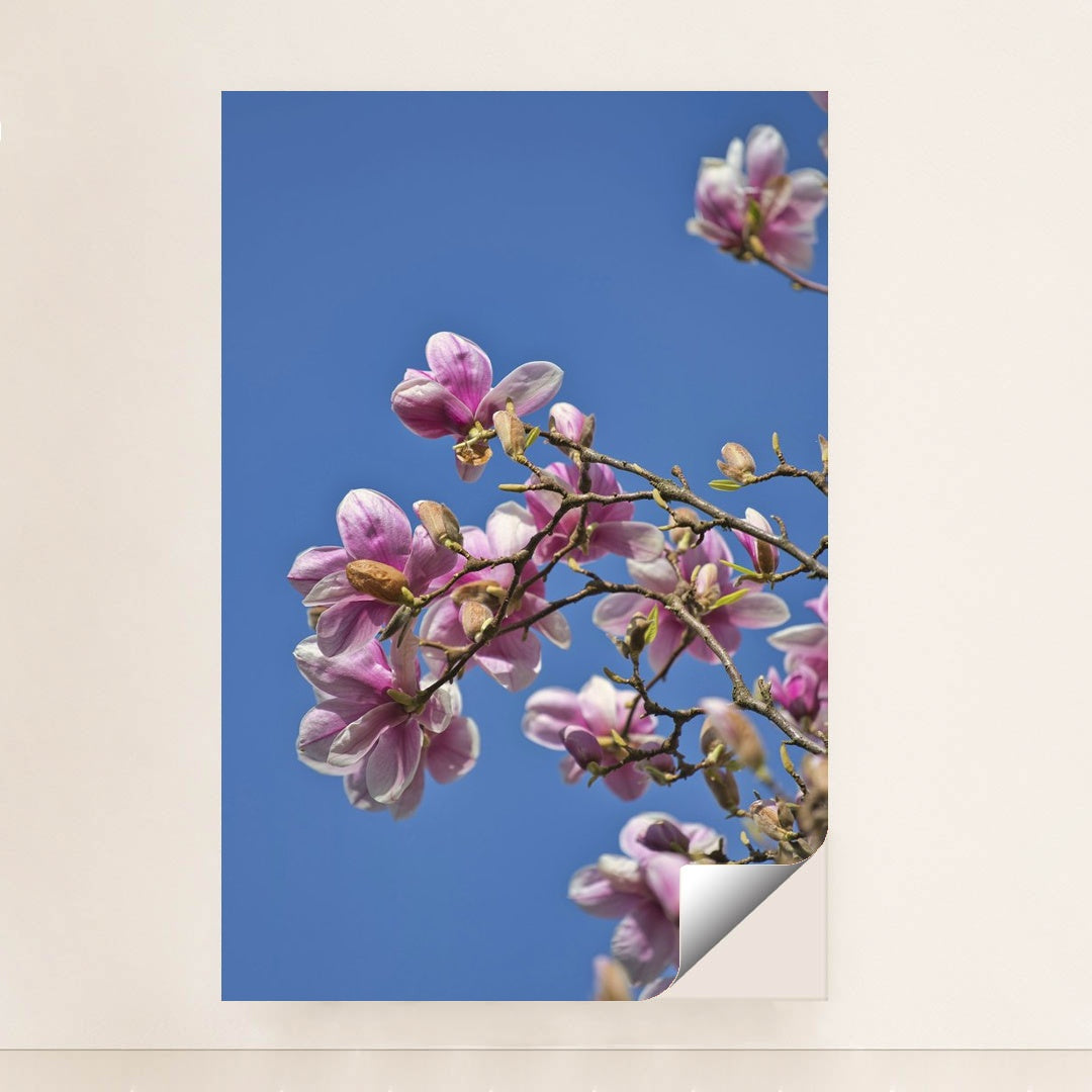 Springtime Magnolia Blooms by Sergio Zhukov - Peeliez