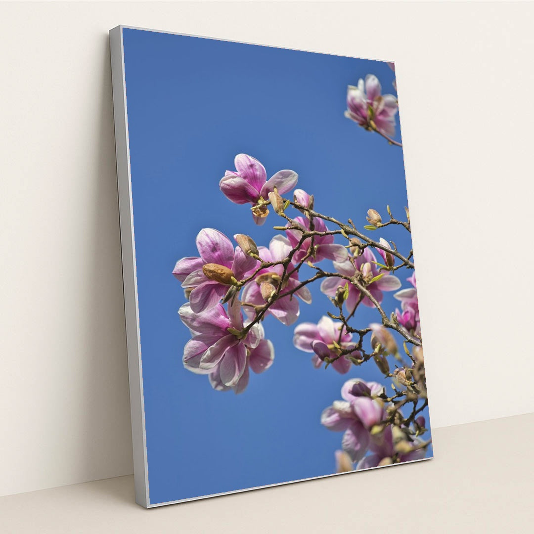 Springtime Magnolia Blooms by Sergio Zhukov - Silver Frame Stretchiez