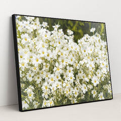 Snow-in-Summer Wildflower Artwork by Andrius - Black Frame Stretchiez