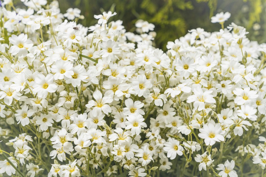 Snow-in-Summer Wildflower Artwork by Andrius