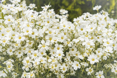 Snow-in-Summer Wildflower Artwork by Andrius