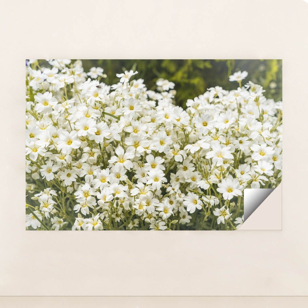 Snow-in-Summer Wildflower Artwork by Andrius - Peeliez