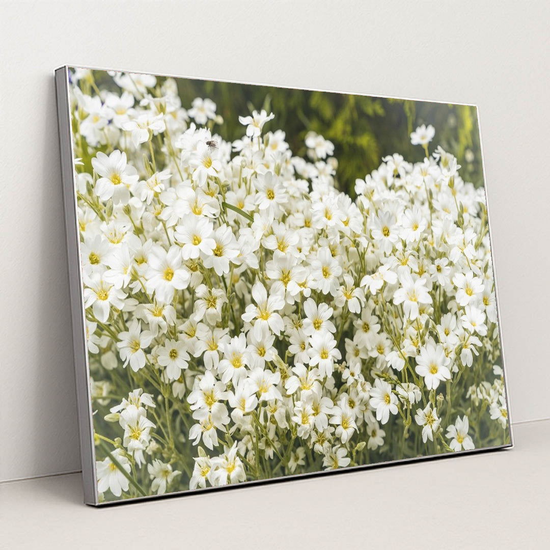Snow-in-Summer Wildflower Artwork by Andrius - Silver Frame Stretchiez