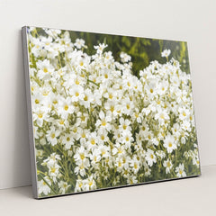 Snow-in-Summer Wildflower Artwork by Andrius - Silver Frame Stretchiez