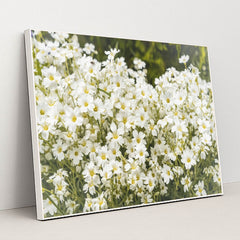 Snow-in-Summer Wildflower Artwork by Andrius - White Frame Stretchiez