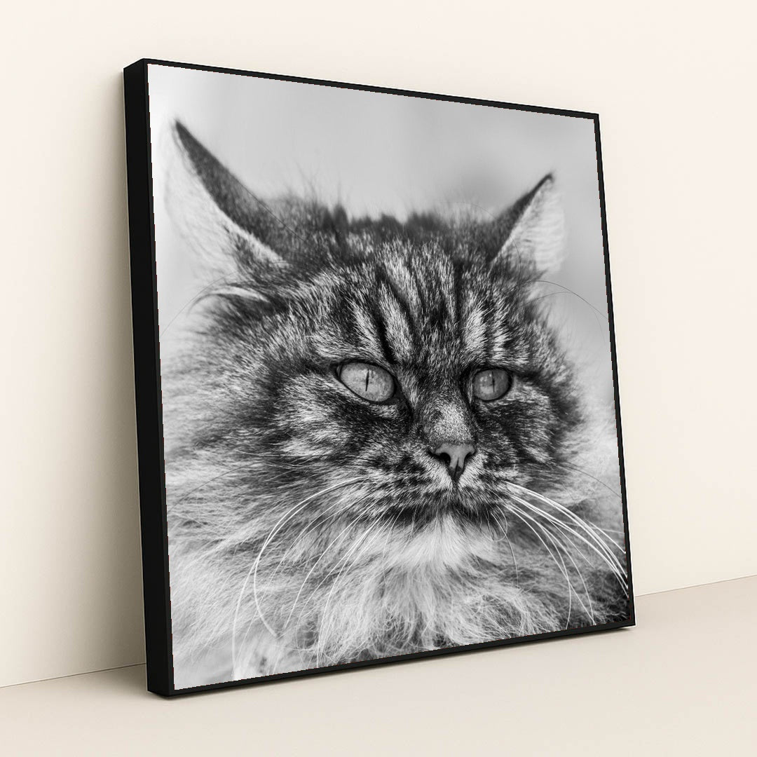 Gazing Tabby Cat in Black and White by Skyler Ewing - Black Frame Stretchiez
