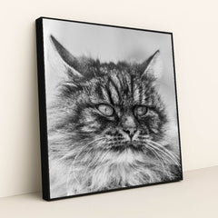Gazing Tabby Cat in Black and White by Skyler Ewing - Black Frame Stretchiez