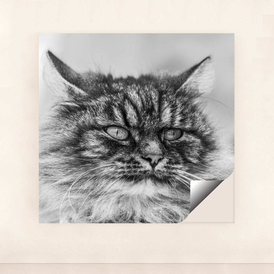 Gazing Tabby Cat in Black and White by Skyler Ewing - Peeliez