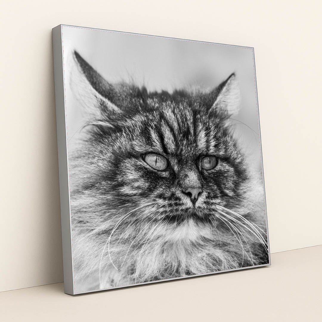 Gazing Tabby Cat in Black and White by Skyler Ewing - Silver Frame Stretchiez