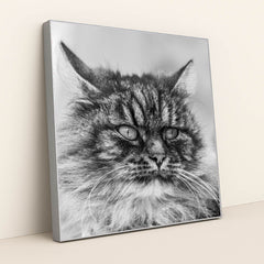 Gazing Tabby Cat in Black and White by Skyler Ewing - Silver Frame Stretchiez
