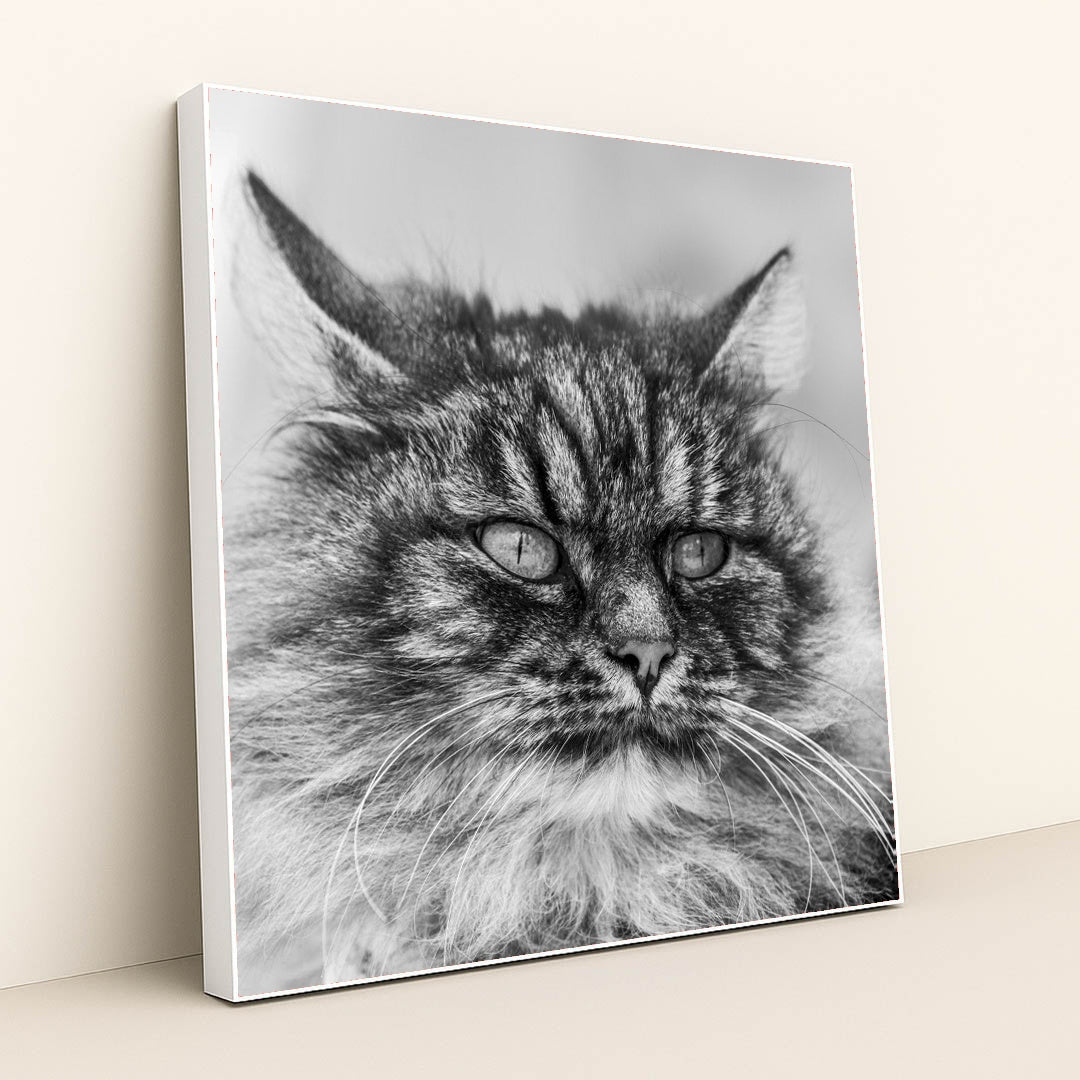 Gazing Tabby Cat in Black and White by Skyler Ewing - White Frame Stretchiez