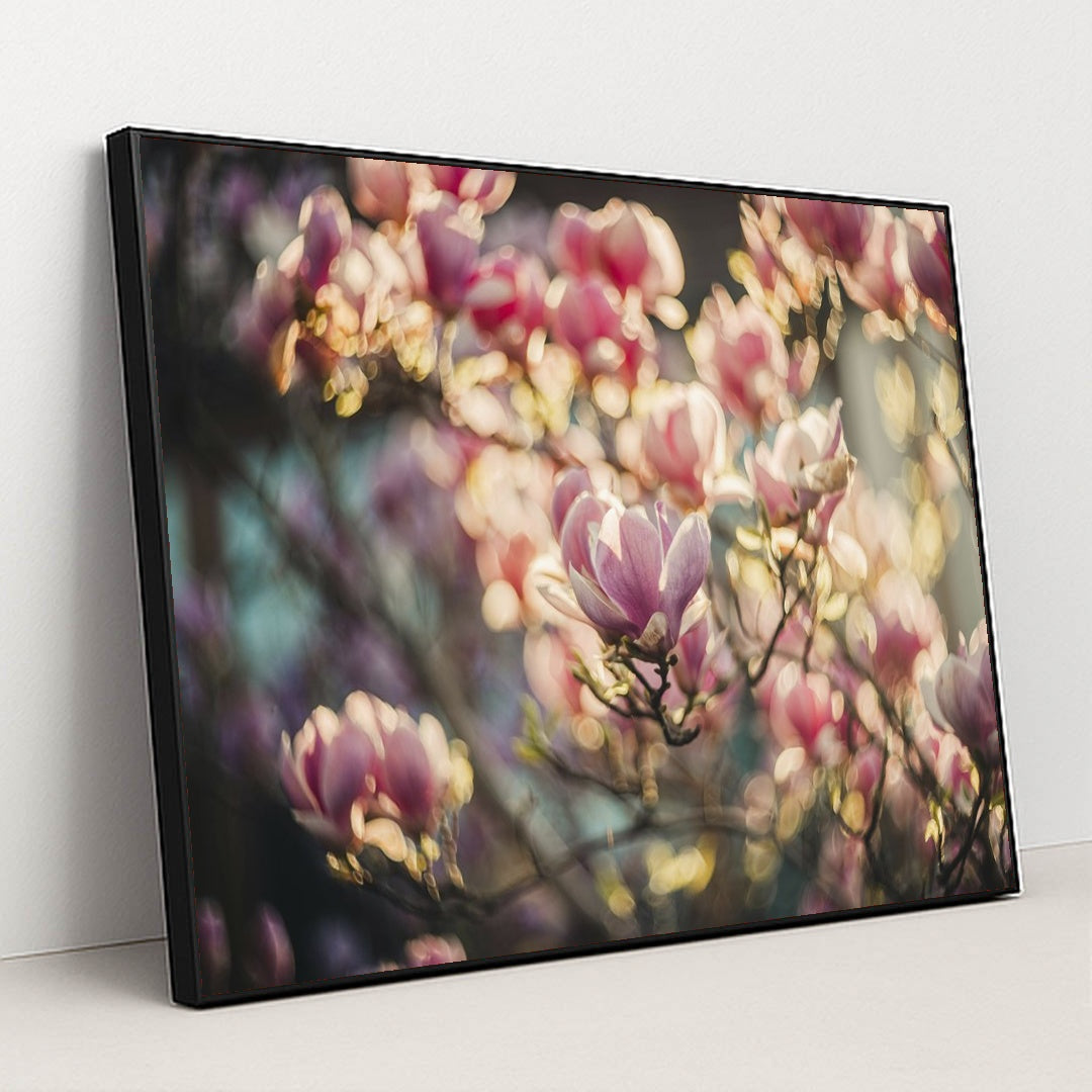 Vibrant Pink Magnolia Blossoms by Helena Jankovif - Black Frame Stretchiez