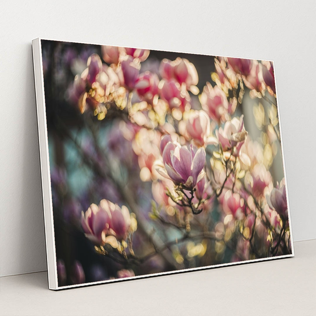 Vibrant Pink Magnolia Blossoms by Helena Jankovif - White Frame Stretchiez