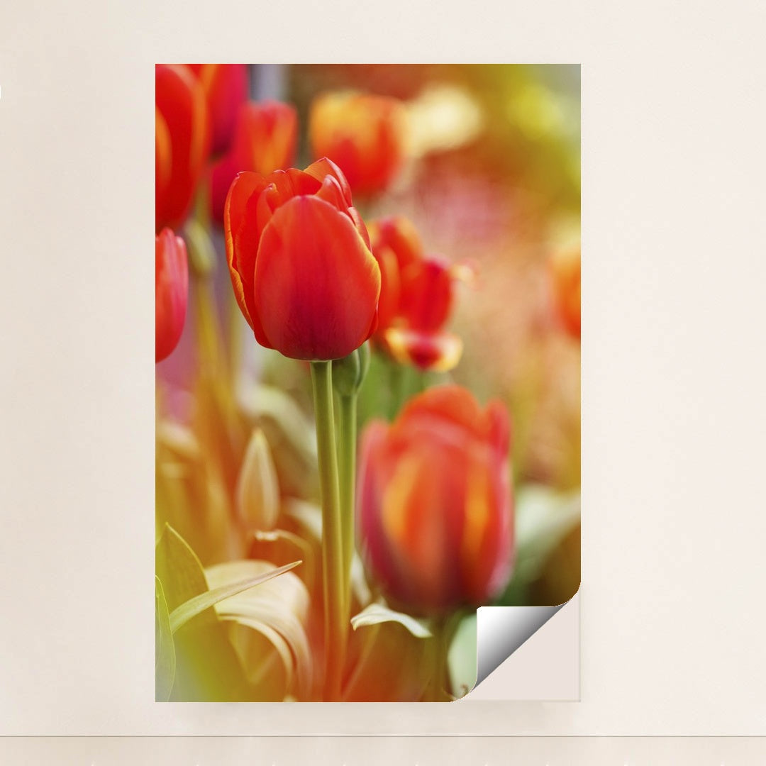 Vibrant Red Tulips in Spring by Kat Smith - Peeliez