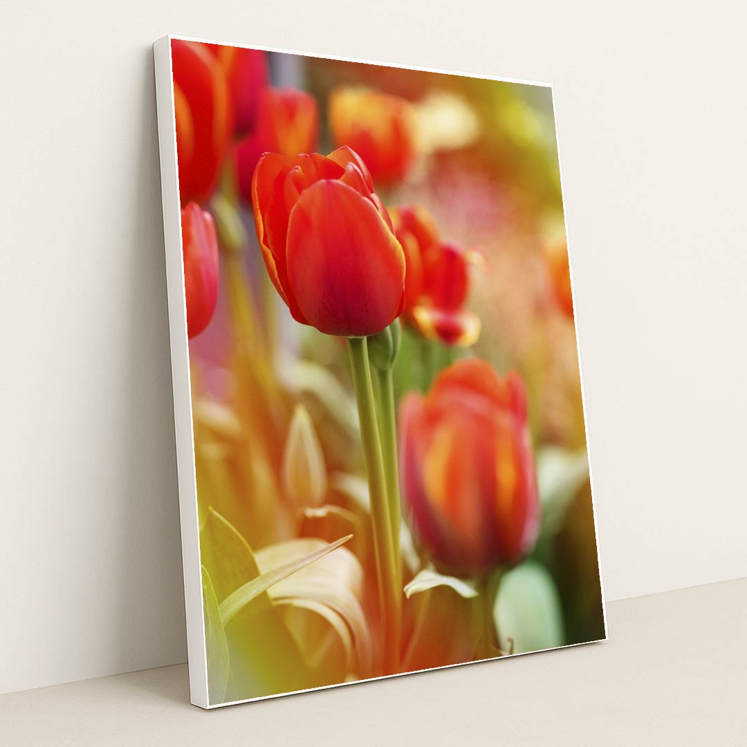 Vibrant Red Tulips in Spring by Kat Smith - White Frame Stretchiez