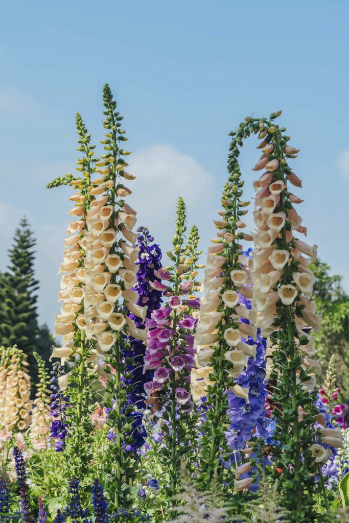 Vibrant Foxglove Blooms in Sunlit Garden by Orange Ocean