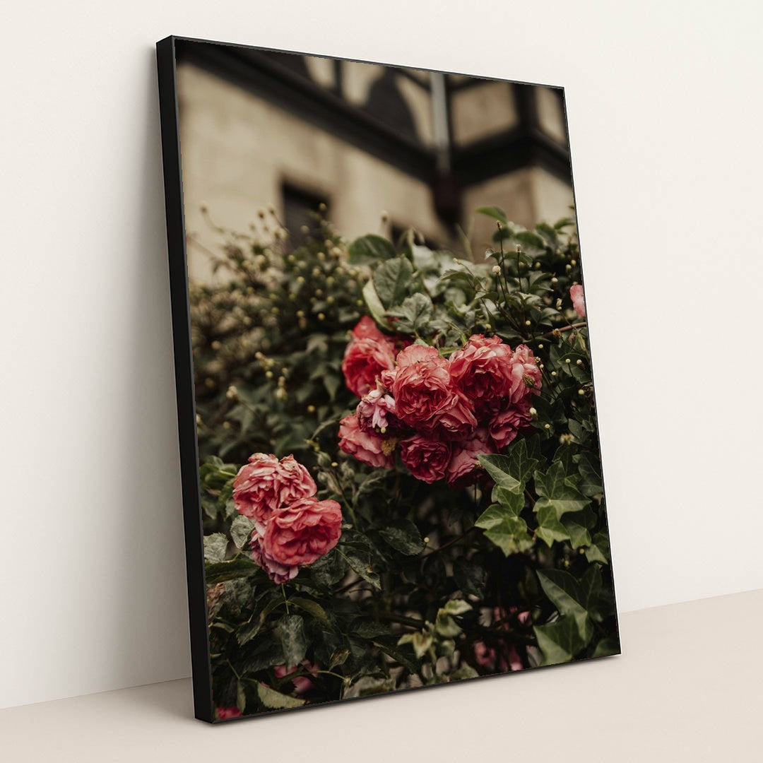 Vibrant Pink Roses in London Garden by Alesia Kozik - Black Frame Stretchiez
