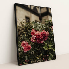 Vibrant Pink Roses in London Garden by Alesia Kozik - Black Frame Stretchiez