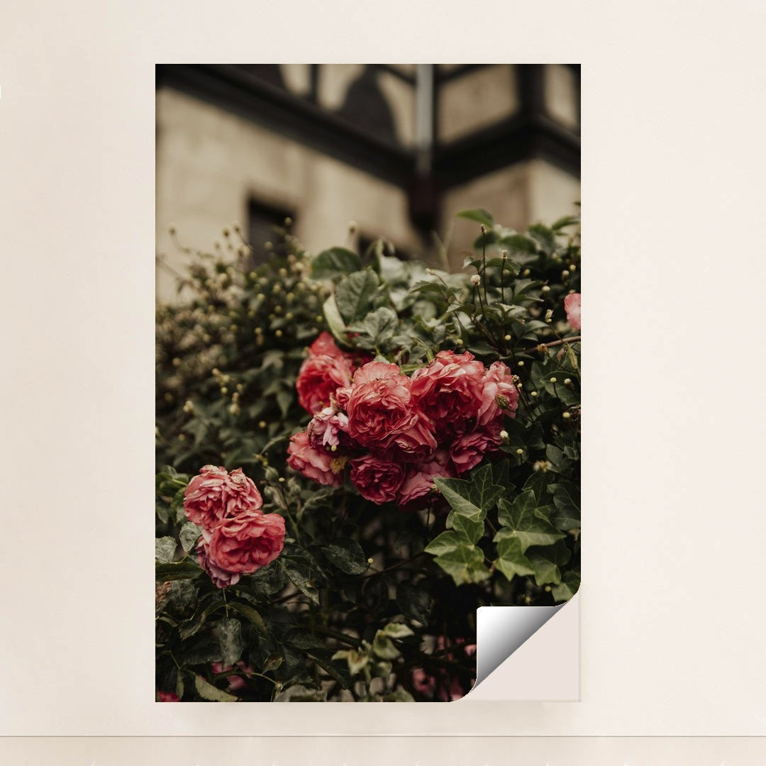 Vibrant Pink Roses in London Garden by Alesia Kozik - Peeliez
