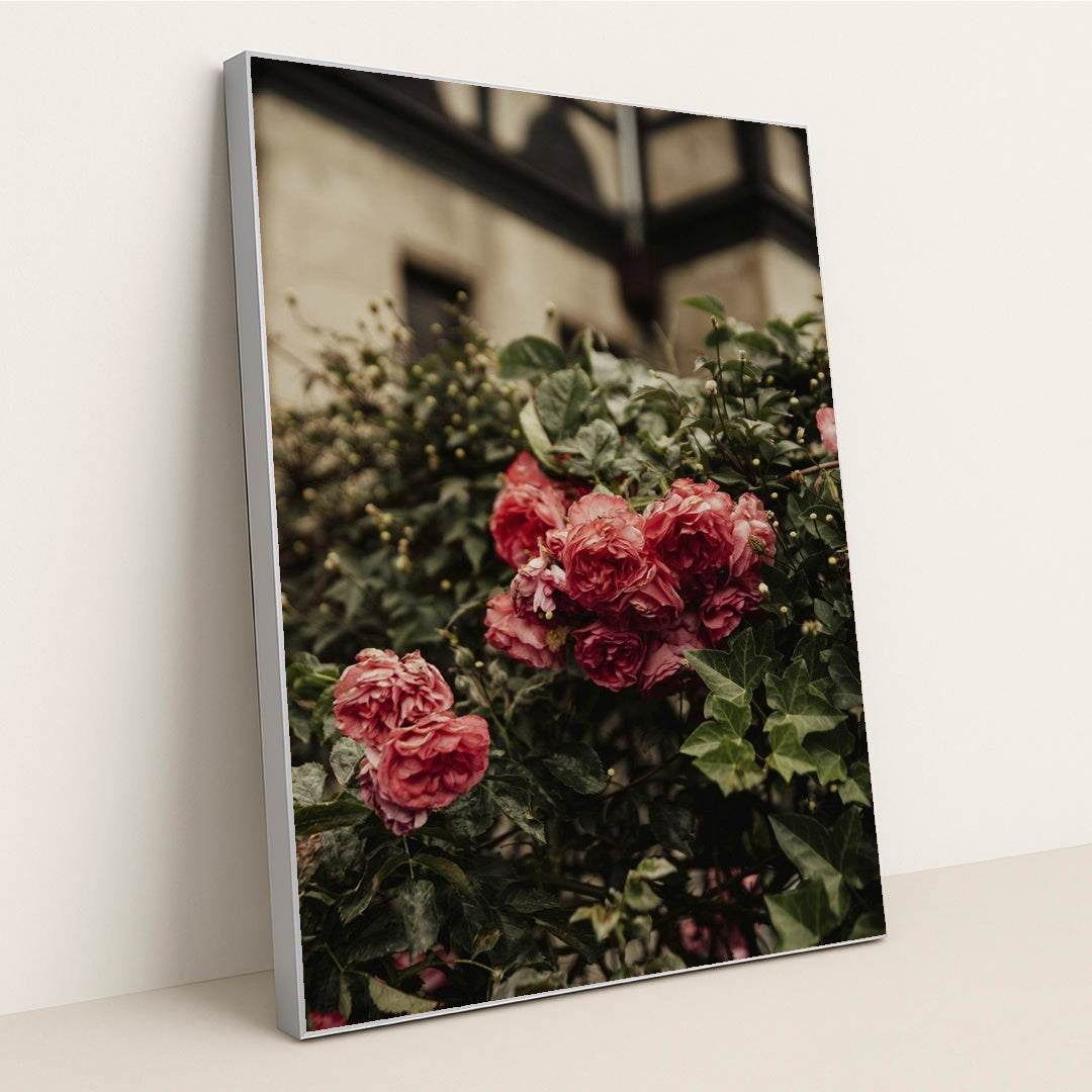Vibrant Pink Roses in London Garden by Alesia Kozik - Silver Frame Stretchiez
