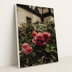 Vibrant Pink Roses in London Garden by Alesia Kozik - White Frame Stretchiez