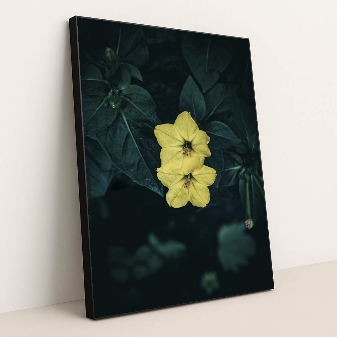 Vibrant Marvel of Peru Flowers by Wyxina Tresse - Black Frame Stretchiez