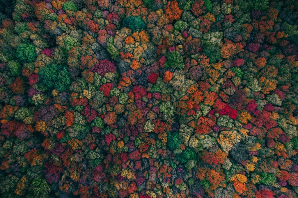 When Trees Remember Summer by Martin Sanchez