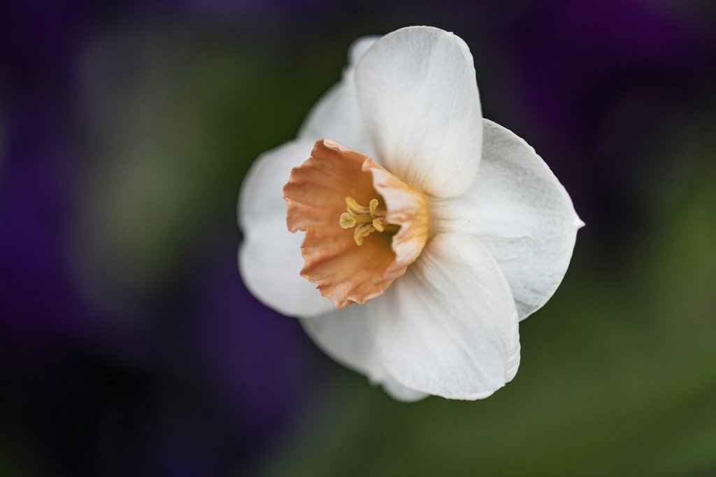 Skyler Ewing - Top view of blossoming spring flowering perennial plant of amaryllis family Amaryllidaceae growing in garden