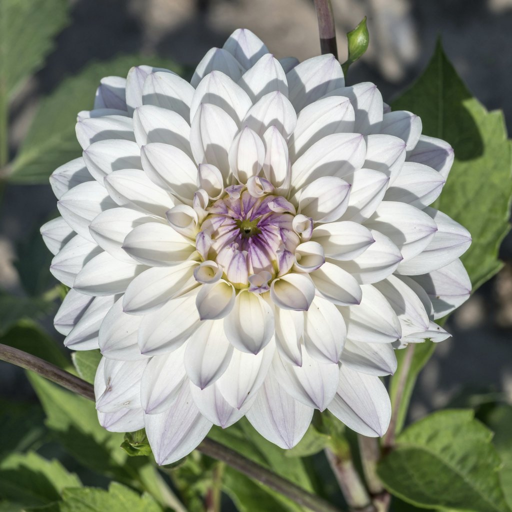 Wolfgang Weiser - High-resolution macro shot of a white dahlia in bloom, showcasing intricate petal details in a garden setting.