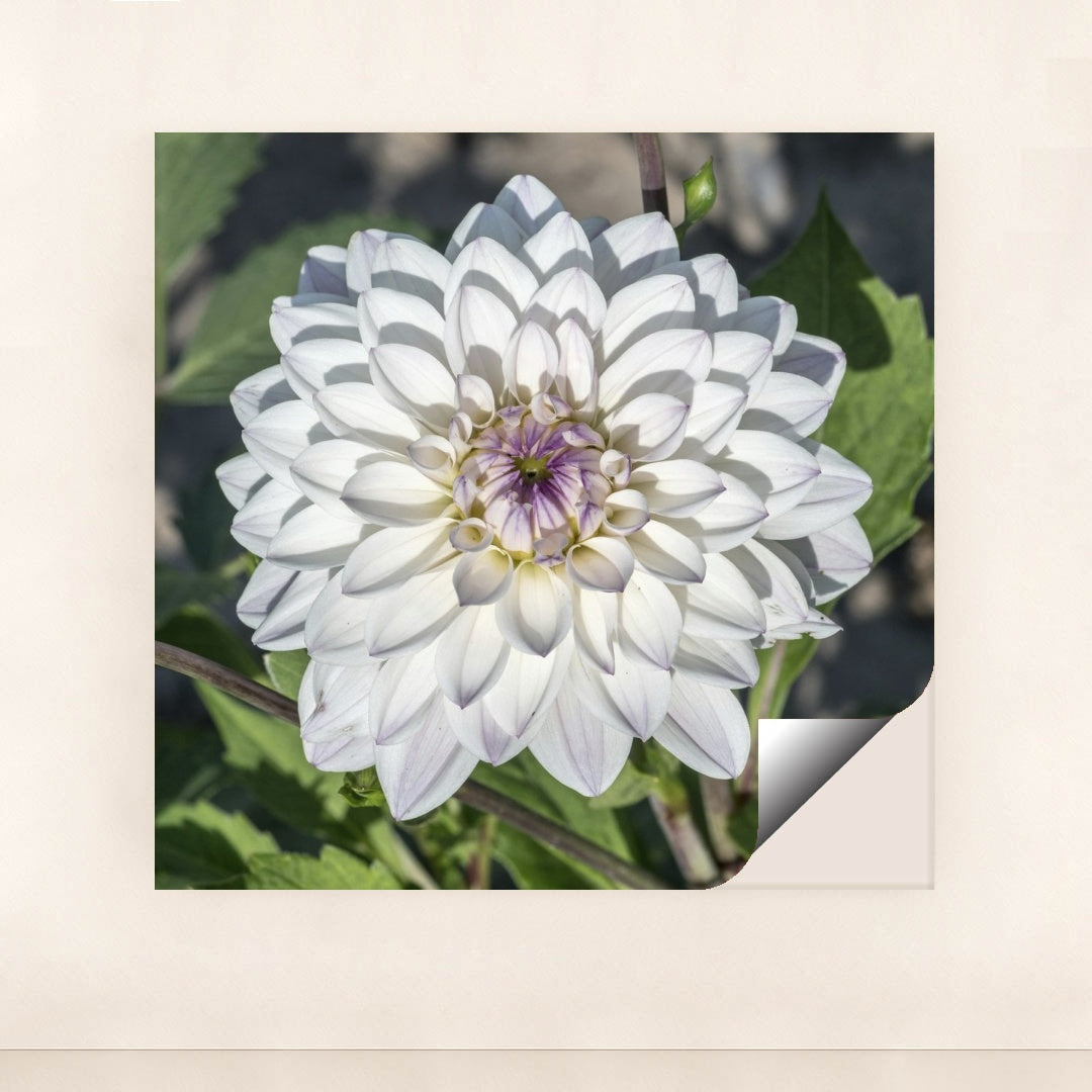 7090290688035 - Product Image