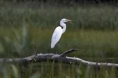 Mohan Nannapaneni - A serene image of a Great Egret perched on a log in Ipswich, Massachusetts, showcasing its elegance and grace.
