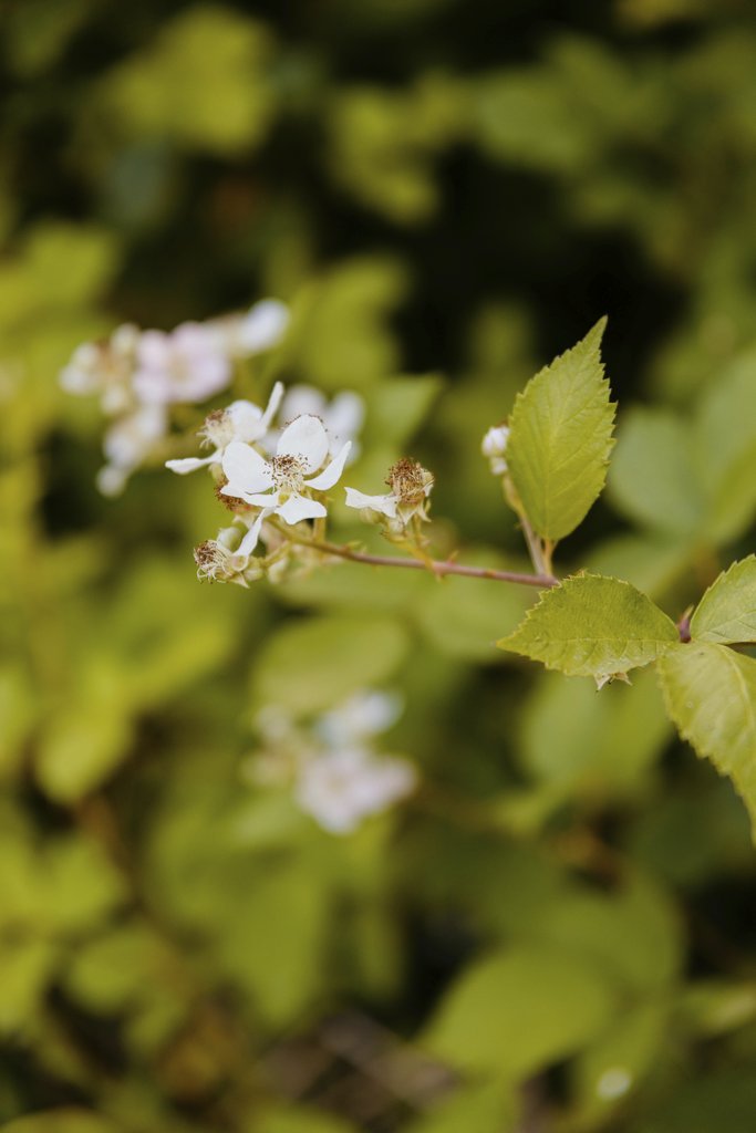 Kathrine Birch - Intimate view of delicate white flowers in bloom surrounded by lush green foliage, signifying spring.