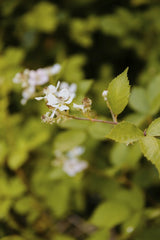 Kathrine Birch - Intimate view of delicate white flowers in bloom surrounded by lush green foliage, signifying spring.