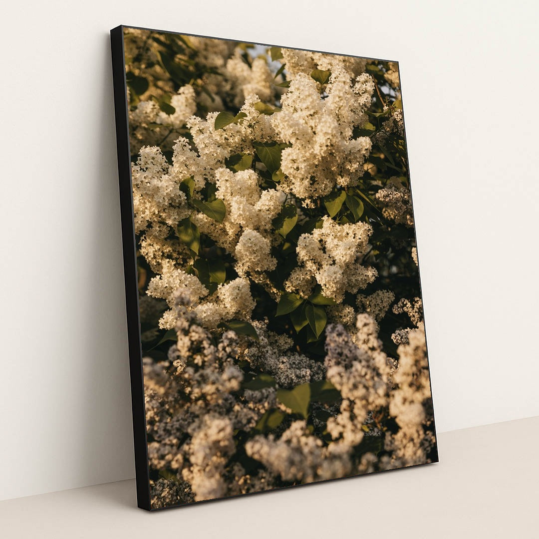 White Lilac Flower Clusters with Green Leaves in Spring Sunlight by Lisett Kruusim√§e - Black Frame Stretchiez