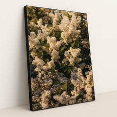 White Lilac Flower Clusters with Green Leaves in Spring Sunlight by Lisett Kruusim√§e - Black Frame Stretchiez