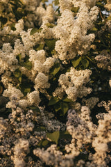 White Lilac Flower Clusters with Green Leaves in Spring Sunlight by Lisett Kruusim√§e