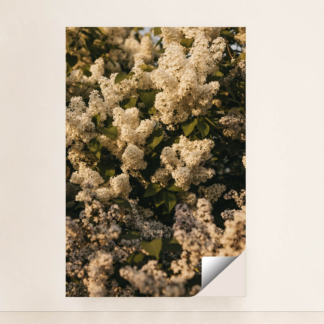 White Lilac Flower Clusters with Green Leaves in Spring Sunlight by Lisett Kruusim√§e - Peeliez