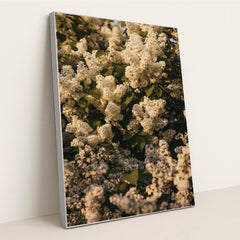 White Lilac Flower Clusters with Green Leaves in Spring Sunlight by Lisett Kruusim√§e - Silver Frame Stretchiez