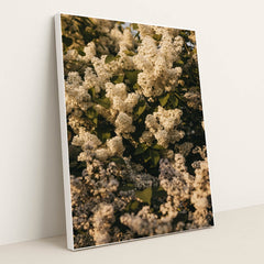 White Lilac Flower Clusters with Green Leaves in Spring Sunlight by Lisett Kruusim√§e - White Frame Stretchiez