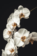 Jan Kopřiva - Captivating close-up of blooming white orchids with a dark background, perfect for floral themes.