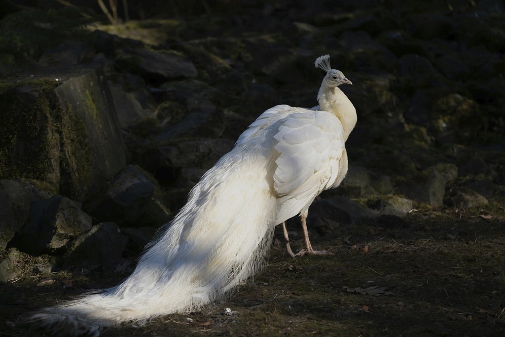 Siegfried Poepperl - A serene white peacock displaying its beautiful plumage in an outdoor setting.